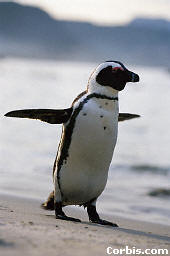 billesabob