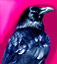 Ravenari